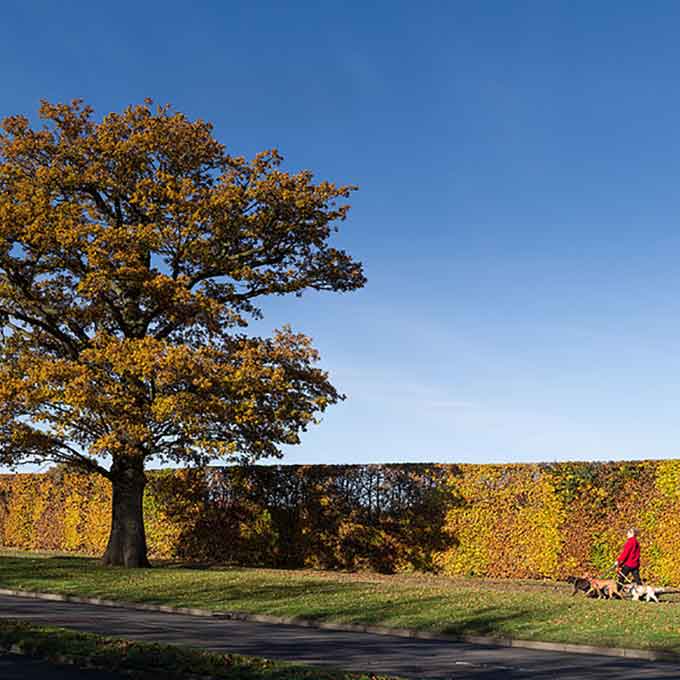 Broadhall Way in Autumn