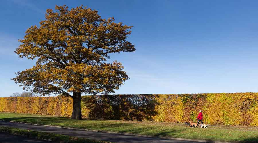 Broadhall Way in Autumn