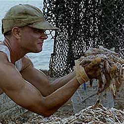 Forrest Gump - Shrimp